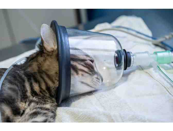 BE A HERO- CHANGE A LIFE! SPONSOR A SPAY/NEUTER FOR A COMMUNITY CAT!