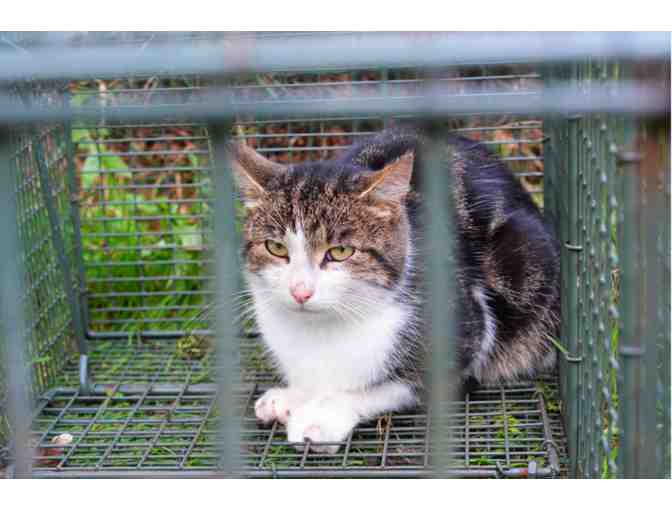 BE A HERO-HELP US HELP MORE CATS! SPONSOR A HUMANE TRAP!