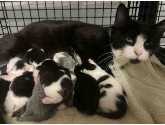 BE A HERO- BECOME A LIFELINE FOR KITTENS AND CATS IN NEED!