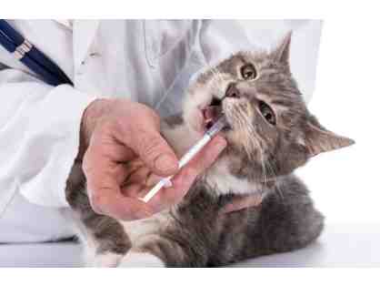 BE A HERO- BRIGHT EYES AND BUSHY TAILS!