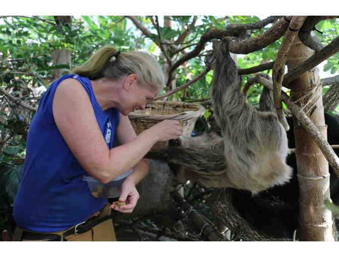 A Behind the Scenes VIP Sloth Encounter