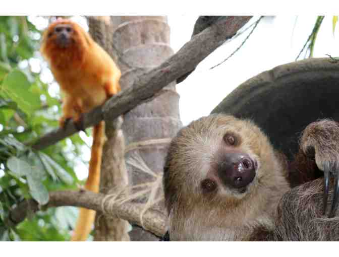 A Behind the Scenes VIP Sloth Encounter