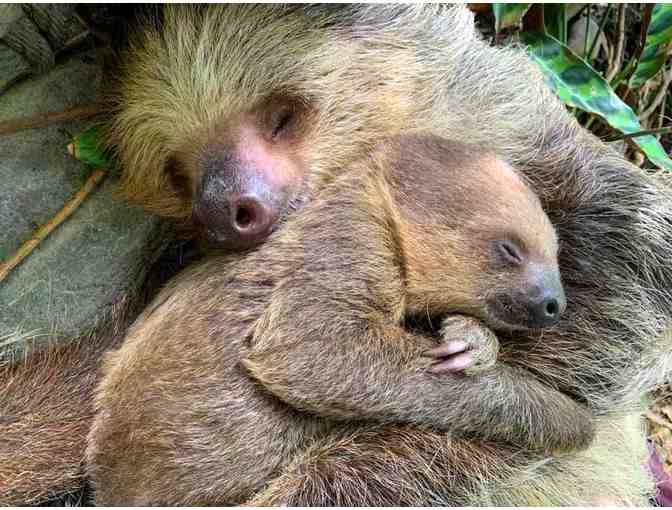 A Behind the Scenes VIP Sloth Encounter