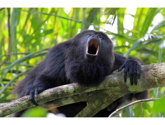 A Behind the Scenes VIP Tour of the Faces of the Rainforest Exhibit