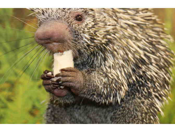 A Behind the Scenes Visit with George the Porcupine