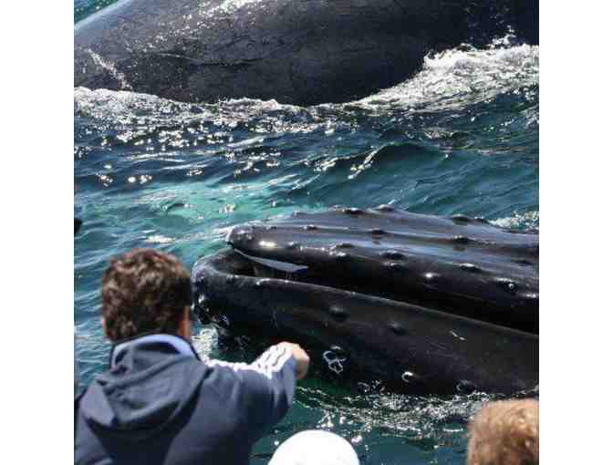 Hyannis Whale Watcher Cruise for Two