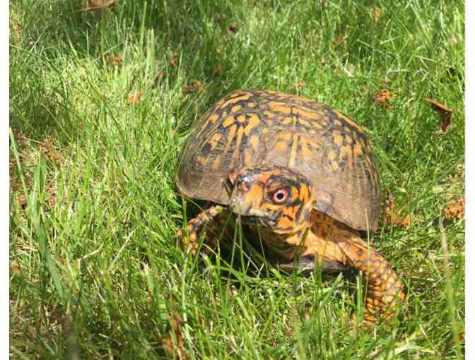A Behind the Scenes VIP Critter Encounter at RWPZoo