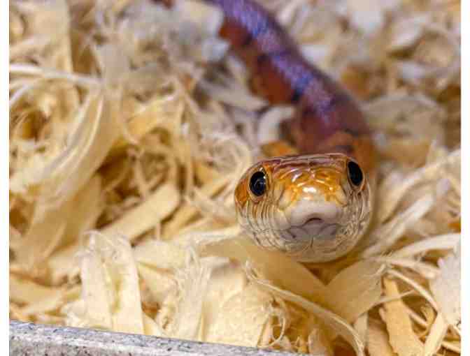 A Behind the Scenes VIP Critter Encounter at RWPZoo