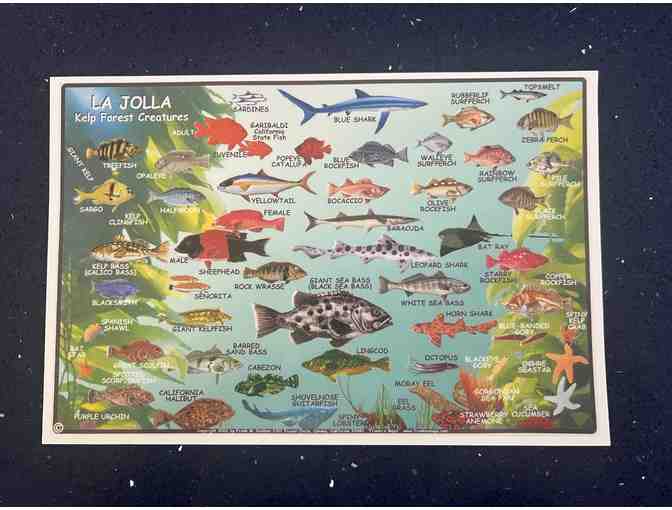 Original La Jolla Kayak Cave Tour - La Jolla Kayak