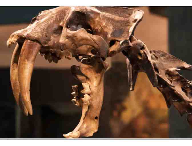 Natural History Museum LA or La Brea Tar Pits - CA