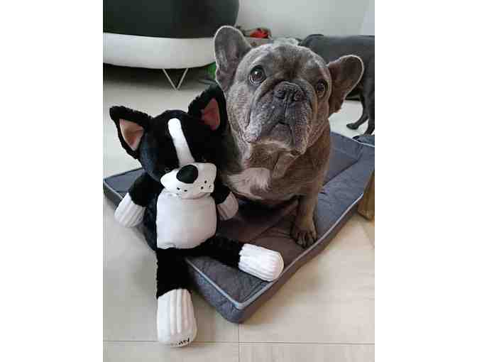 Frankie the Frenchie