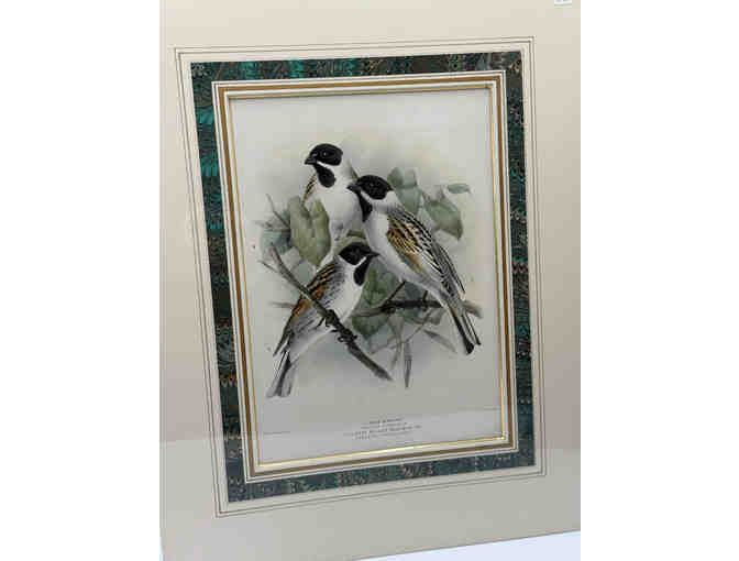 Hand colored original print from A History of the Birds of Europe 1881 - Bunting - Photo 1