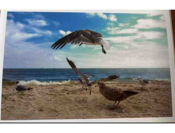 Three photos of soaring gulls at Santa Monica by Colleen Sturtevant