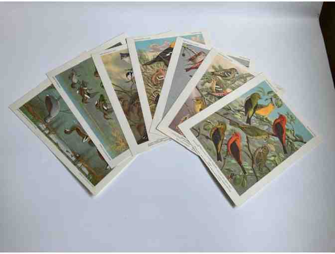 Set of 25 'Bird Portraits in Color' of North American bird species