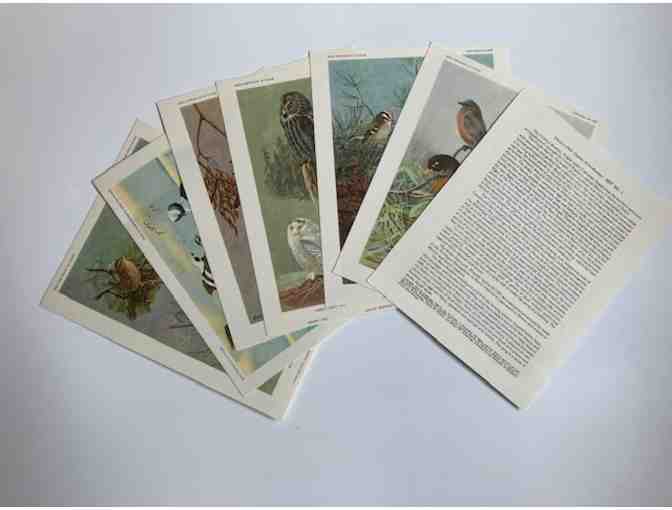 Set of 25 'Bird Portraits in Color' of North American bird species